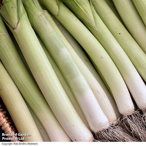 Leek 'Kicker' F1 - Seeds