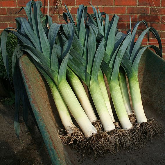 Leek 'Lancaster' F1 - Seeds