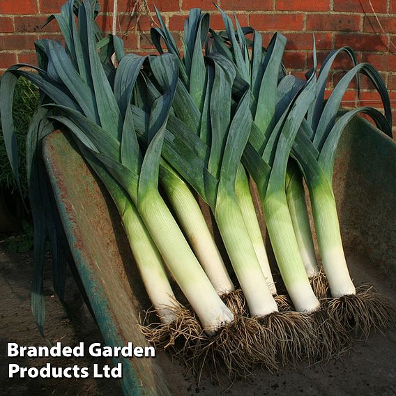 Leek 'Lancaster' F1 - Seeds