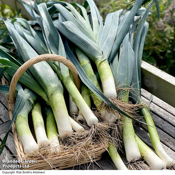 Leek 'Lyon Prizetaker' - Seeds