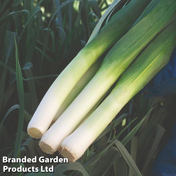 Leek 'Mercurian'