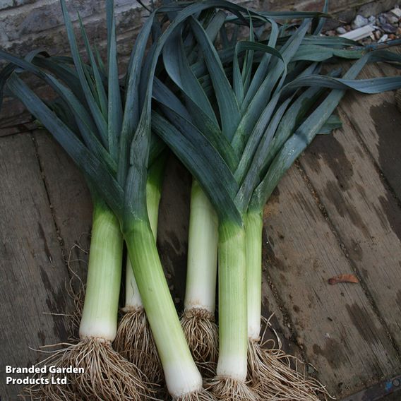 Leek 'Blue Green Autumn Neptune' - Seeds