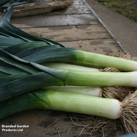 Leek 'Blue Green Autumn Neptune' - Seeds