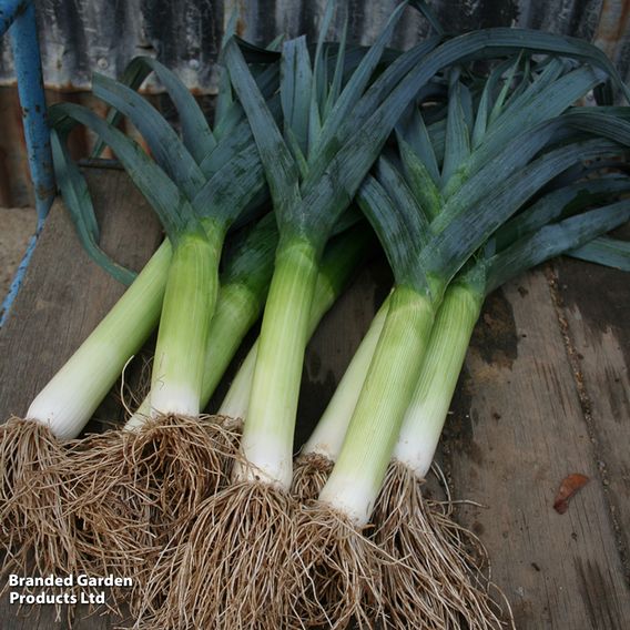 Leek 'Blue Green Autumn Neptune' - Seeds