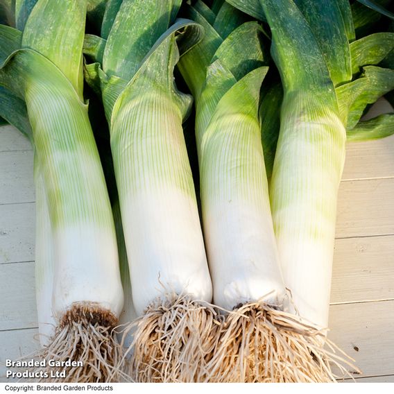 Leek 'Blue Green Autumn Neptune' - Seeds