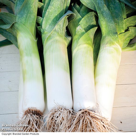 Leek 'Blue Green Autumn Neptune' - Seeds