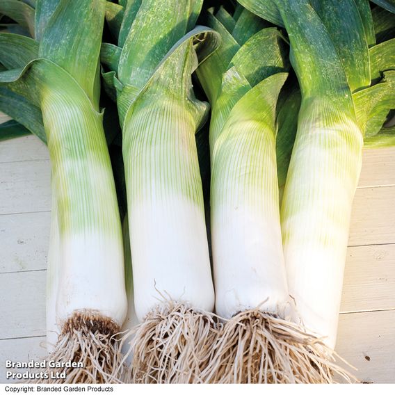 Leek 'Blue Green Autumn Neptune' - Seeds