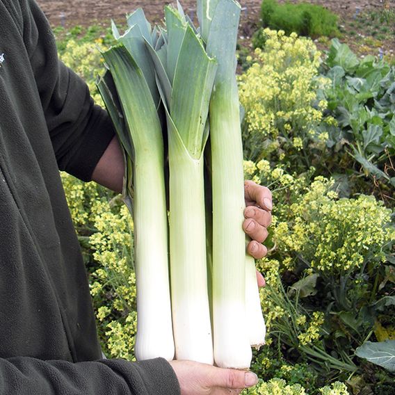 Leek F1 'Sprintan' - Seeds
