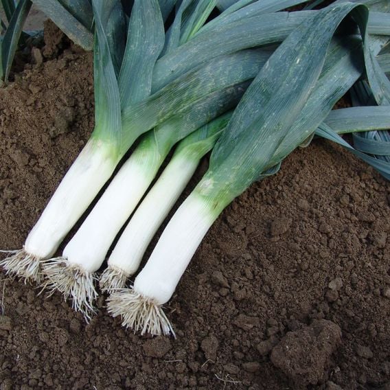 Leek 'Winner' - Seeds