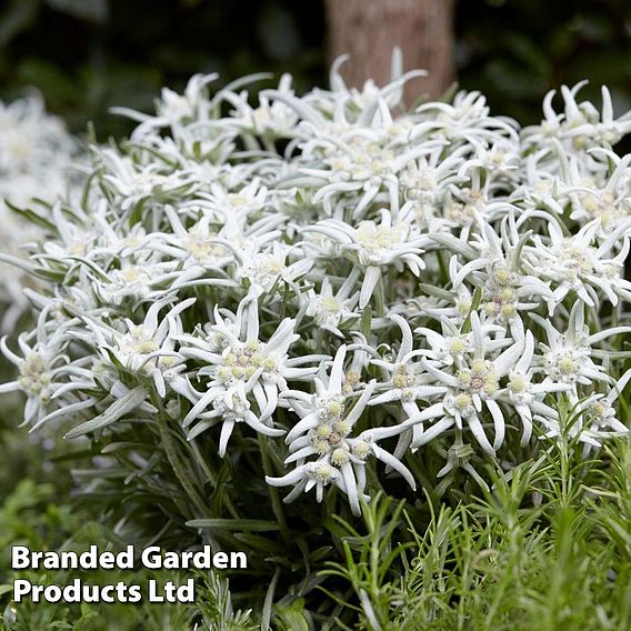 Edelweiss Blossom of Snow
