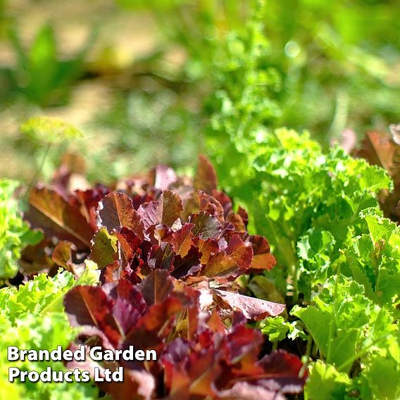 Lettuce Plants - Alfresco Mixed