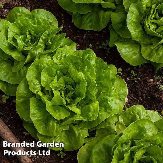 Lettuce Brighton (Winter Butterhead) - Seeds