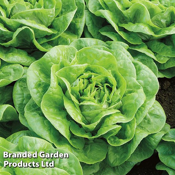 Lettuce Brighton (Winter Butterhead) Seeds