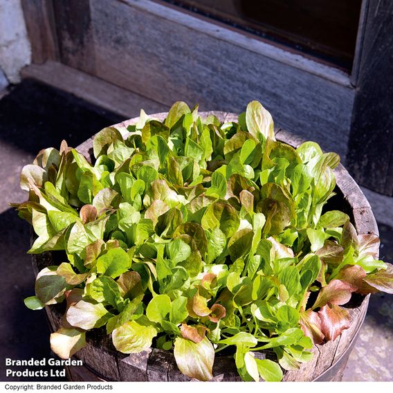 Lettuce 'Red & Green Cos Mix' - Seed Tape