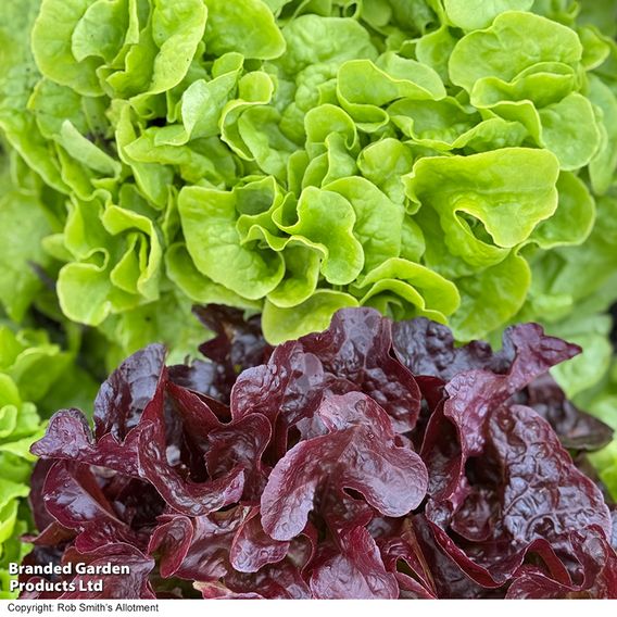 Lettuce 'Double Oak' (Oak Leaf) - Seeds
