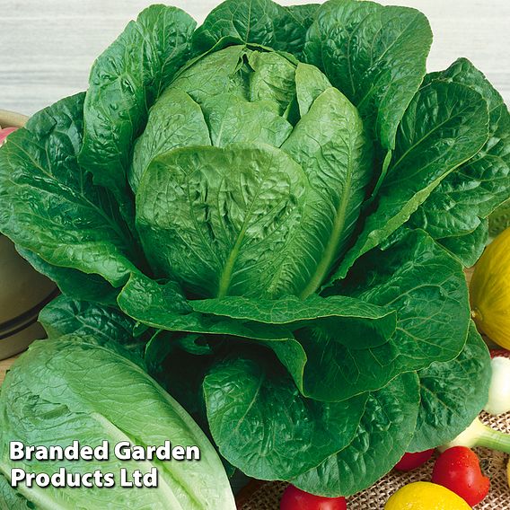 Lettuce Globus (Cos) - Seeds