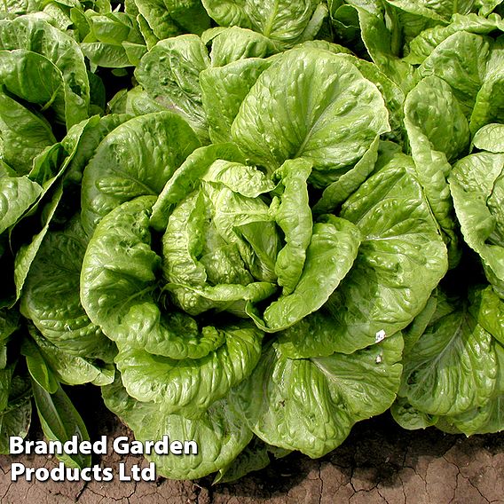 Lettuce Globus (Cos) - Seeds