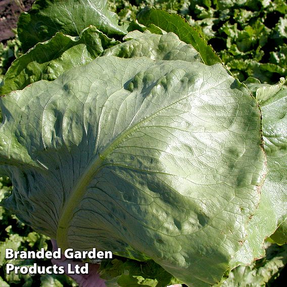 Lettuce Globus (Cos) - Seeds