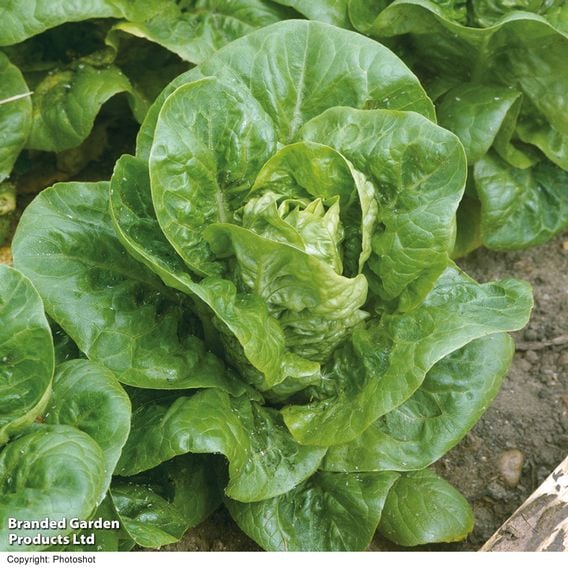 Lettuce 'Little Gem Delight' - Organic Seeds
