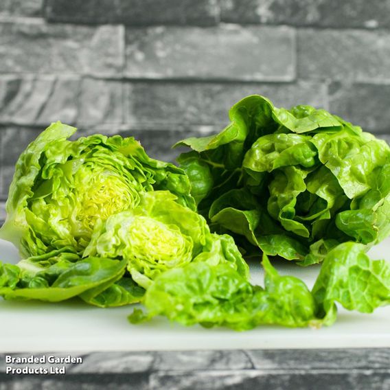 Lettuce 'Little Gem' - Organic Seeds