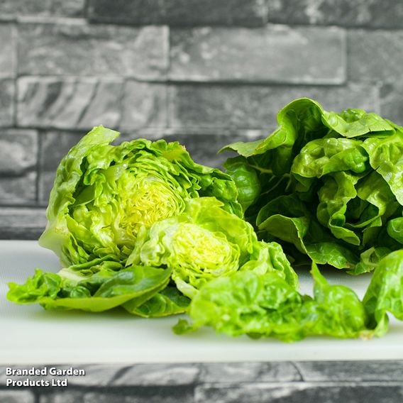 Lettuce 'Little Gem Delight' - Organic Seeds