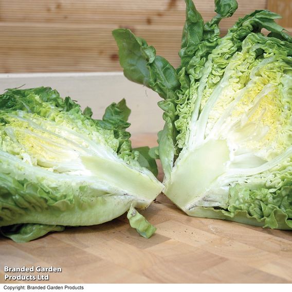Lettuce 'Little Gem' - Seeds