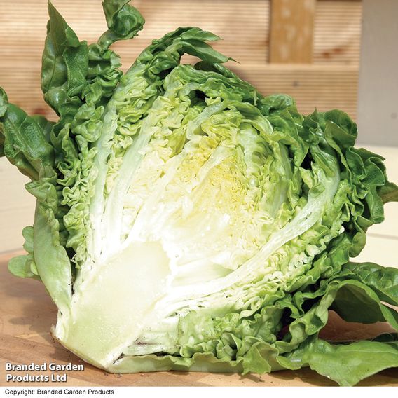 Lettuce 'Little Gem' - Organic Seeds