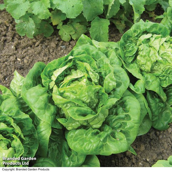 Lettuce 'Little Gem Delight' - Organic Seeds