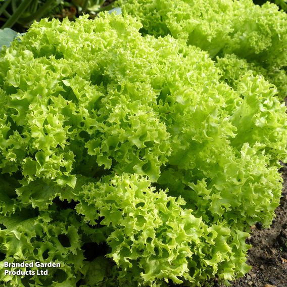Lettuce 'Lollo Bionda' - Seeds