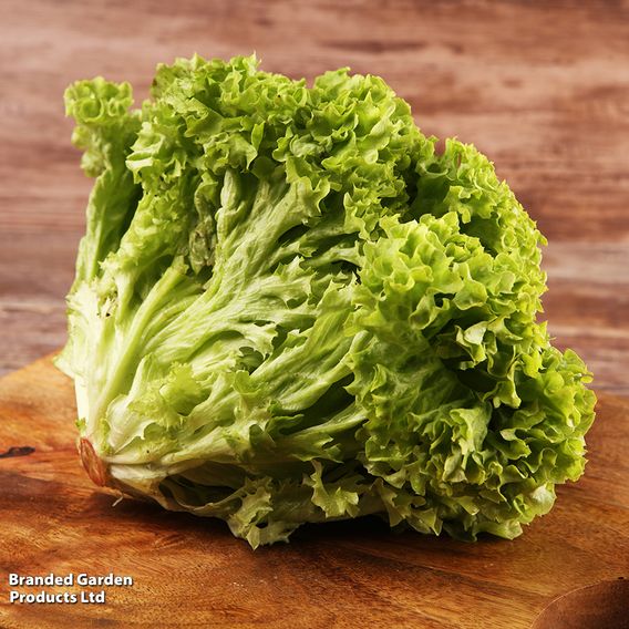 Lettuce 'Lollo Bionda' - Seeds