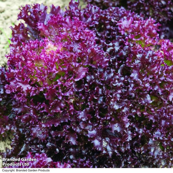 Lettuce 'Lollo Rossa' - Seeds