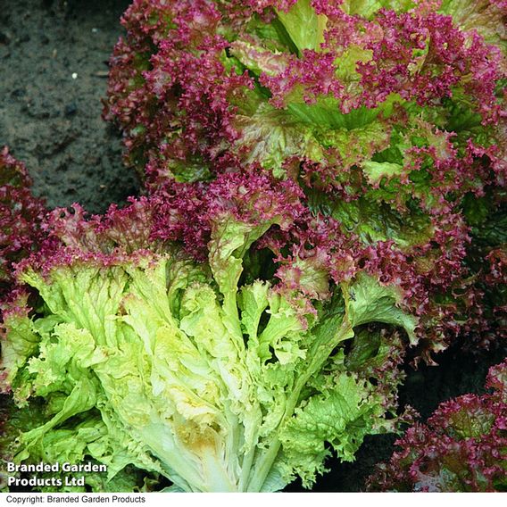 Lettuce 'Lollo Rossa' - Seeds
