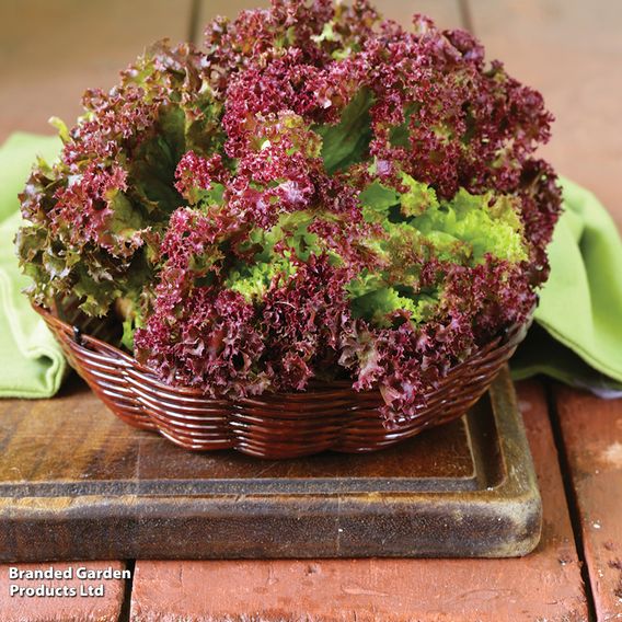 Lettuce 'Lollo Rossa' - Seeds