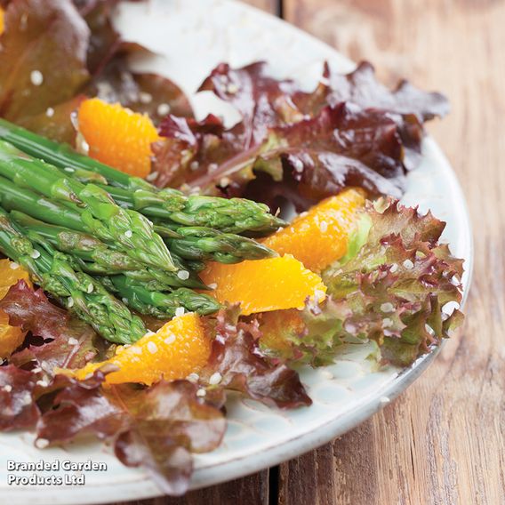 Lettuce 'Lollo Rossa' - Seeds