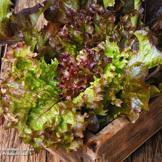 Lettuce 'Lollo Rossa' - Seeds