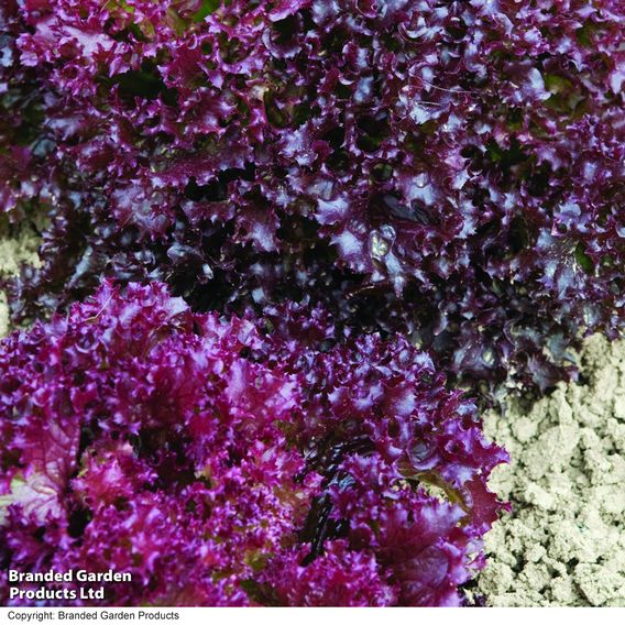 Lettuce 'Lollo Rossa' - Seeds
