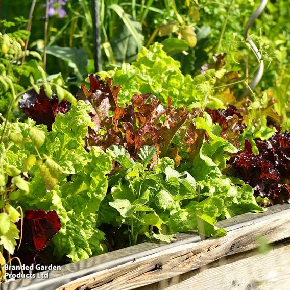 Lettuce 'All Sorts Mixed'