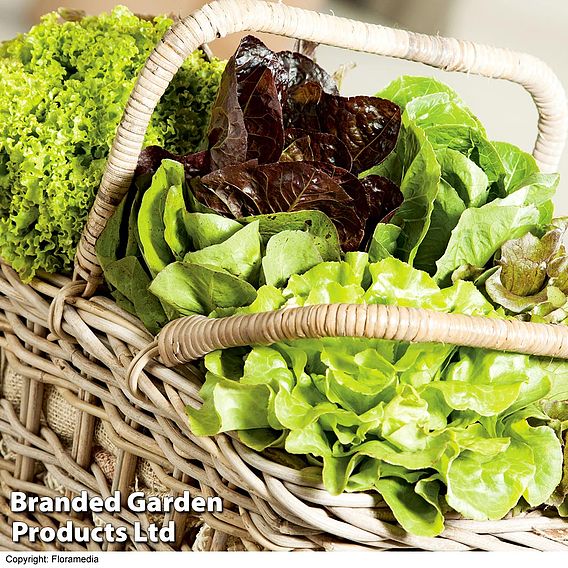 Lettuce Plants - Alfresco Mixed