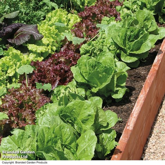 Lettuce 'All Sorts Mixed'