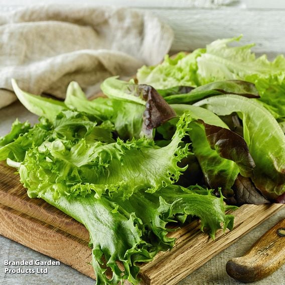 Lettuce 'All Sorts Mixed'