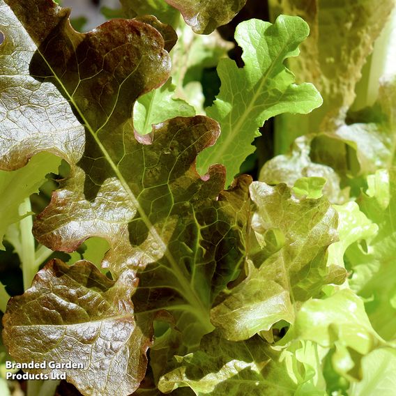 Lettuce 'Mixed Varieties' - Seeds