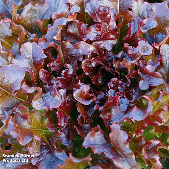 Lettuce 'Red Salad Bowl' - Seeds