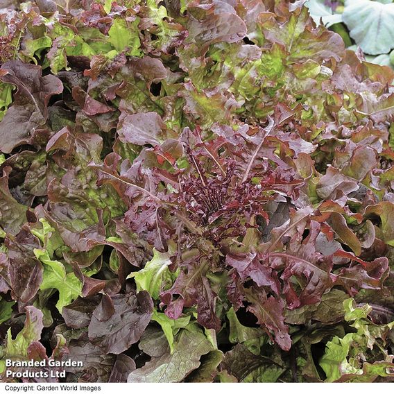 Lettuce 'Red Salad Bowl' - Seeds