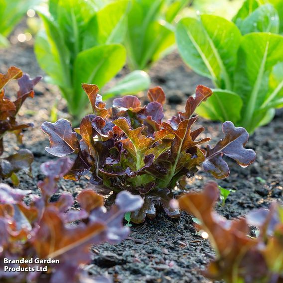 Lettuce 'Red Salad Bowl' - Seeds