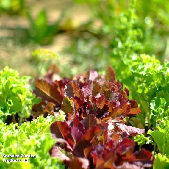 Lettuce 'Red Salad Bowl' - Seeds