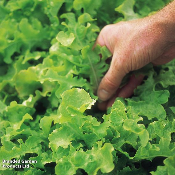 Lettuce 'Salad Bowl' - Seeds