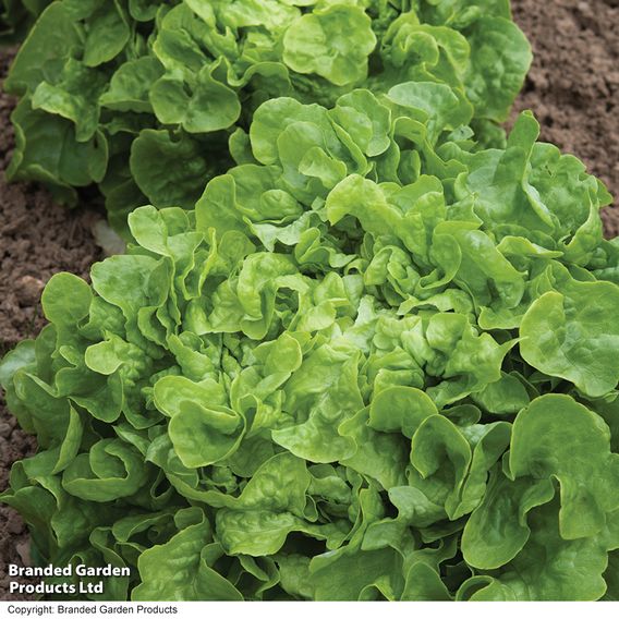 Lettuce 'Salad Bowl' - Seeds