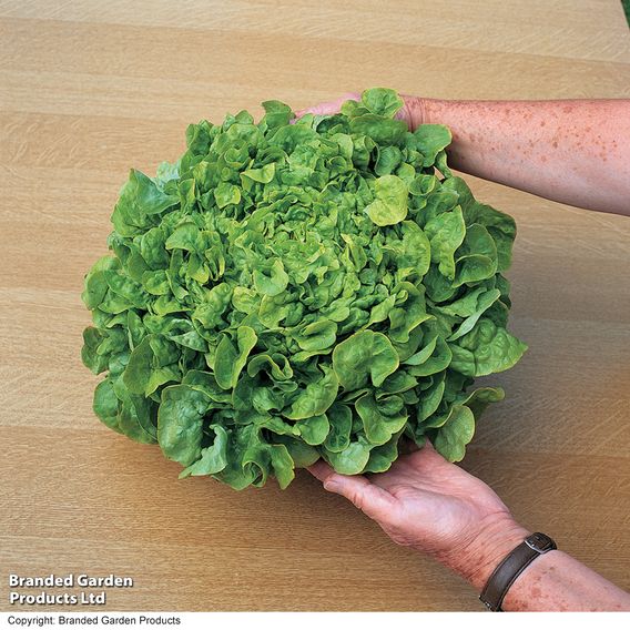 Lettuce 'Salad Bowl' - Seeds
