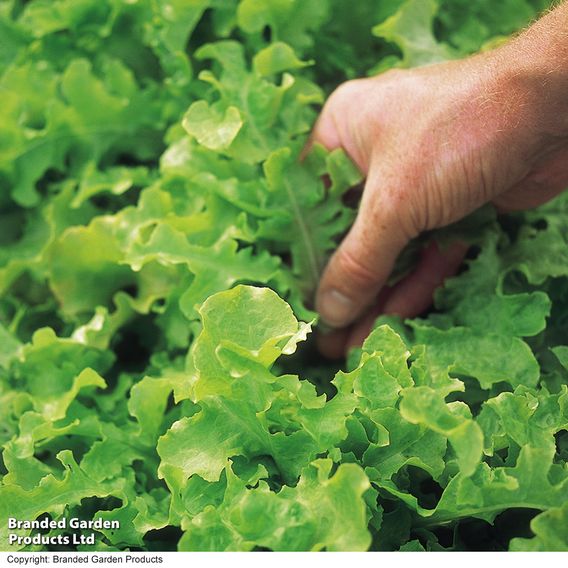 Lettuce 'Salad Bowl' - Seeds