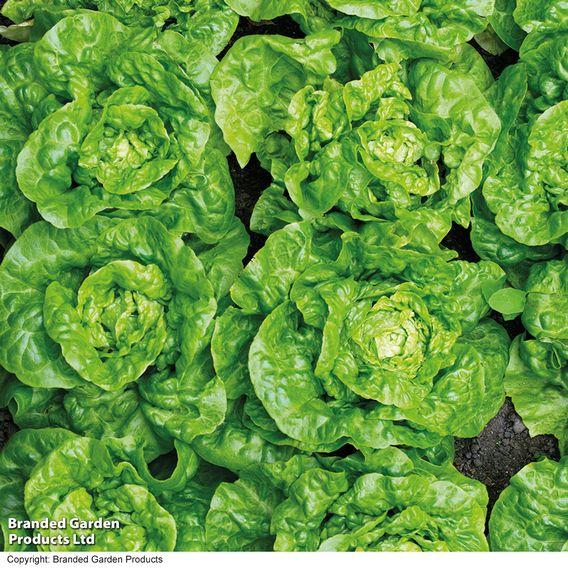 Lettuce 'Tom Thumb' - Seeds